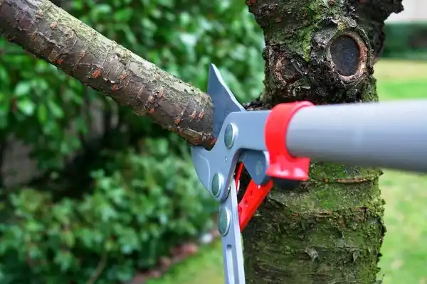 tree services Tomahawk